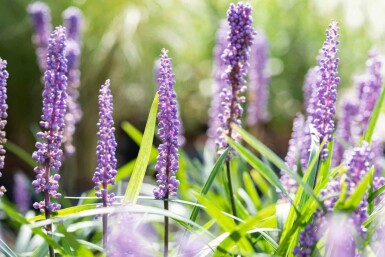 Druelilje Liriope muscari 'Big Blue' 5-10 potte P9 Liriope muscari 'Big Blue'