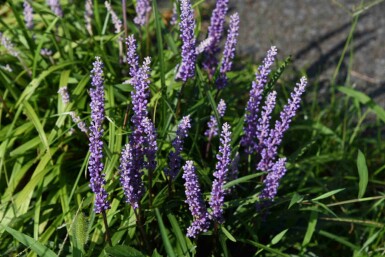Druelilje Liriope muscari 'Ingwersen' 5-10 potte P9 Liriope muscari 'Ingwersen'