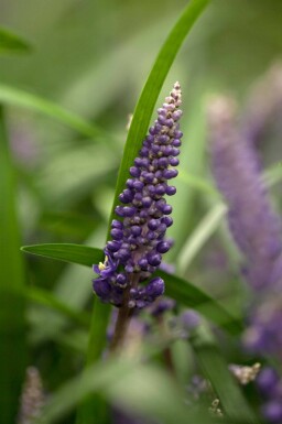 Druelilje Liriope muscari 5-10 potte P9 Liriope muscari