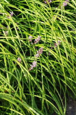 Druelilje Liriope spicata 5-10 potte P9 Liriope spicata