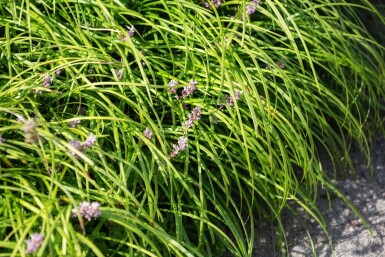 Druelilje Liriope spicata 5-10 potte P9 Liriope spicata