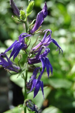 Lobelie Lobelia siphilitica 5-10 potte P9 Lobelia siphilitica