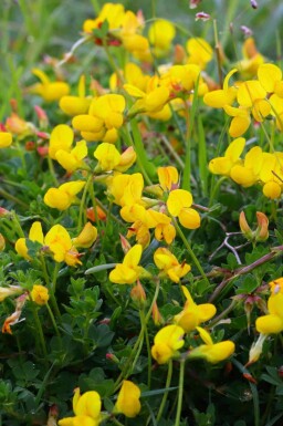 Kællingetand Lotus corniculatus 5-10 potte P9 Lotus corniculatus