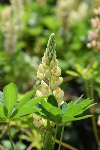 Lupin Lupinus 'Chandelier' 5-10 potte P9 Lupinus 'Chandelier'
