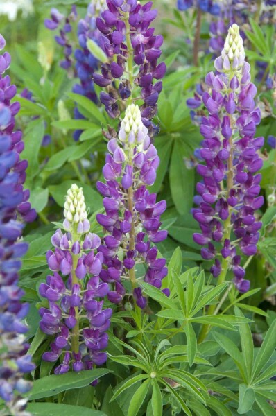 Lupin Lupinus 'Gallery Blue' 5-10 potte P9 Lupinus 'Gallery Blue'