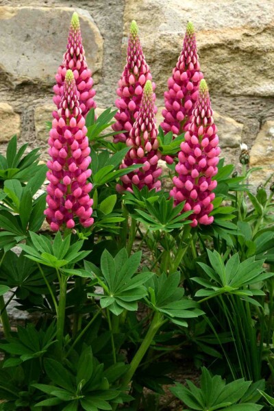 Lupin Lupinus 'Gallery Red' 5-10 potte P9 Lupinus 'Gallery Red'