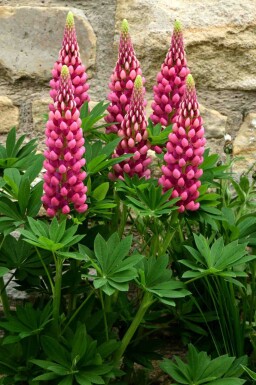 Lupin Lupinus 'Gallery Red' 5-10 potte P9 Lupinus 'Gallery Red'
