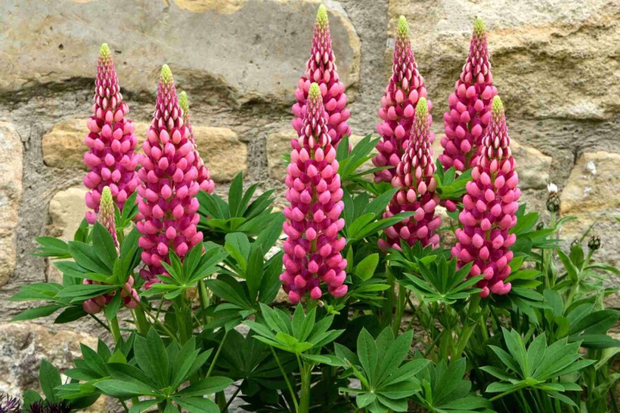 Lupin Lupinus 'Gallery Red' 5-10 potte P9 Lupinus 'Gallery Red'