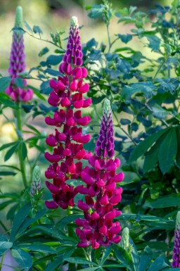 Lupin Lupinus 'My Castle' 5-10 potte P9 Lupinus 'My Castle'