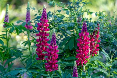 Lupin Lupinus 'My Castle' 5-10 potte P9 Lupinus 'My Castle'