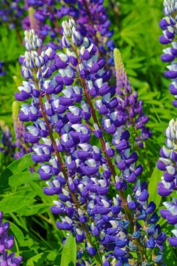 Lupin Lupinus 'The Governor' 5-10 potte P9 Lupinus 'The Governor'