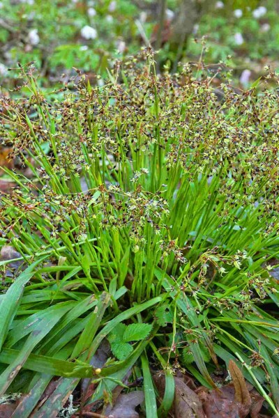 Luzula pilosa