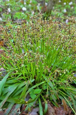 Håret frytle Luzula pilosa 5-10 potte P9 Luzula pilosa