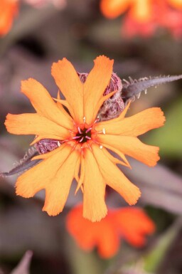 Brændende kærlighed Lychnis arkwrightii 'Vesuvius' 5-10 potte P9 Lychnis arkwrightii 'Vesuvius'