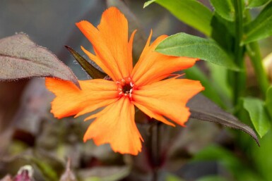 Brændende kærlighed Lychnis arkwrightii 'Vesuvius' 5-10 potte P9 Lychnis arkwrightii 'Vesuvius'