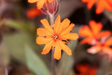Lychnis arkwrightii 'Vesuvius'