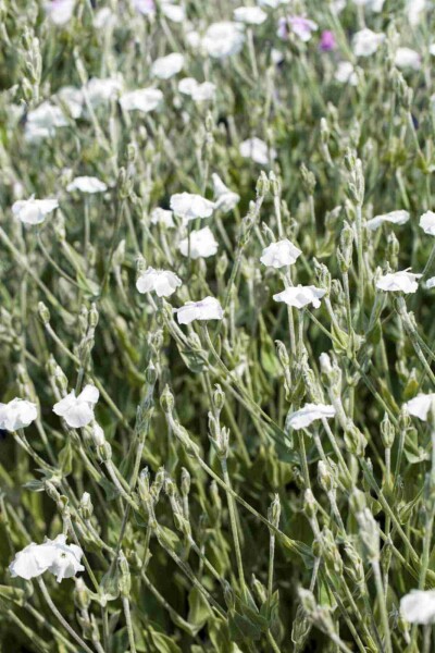 Lychnis coronaria 'Alba'