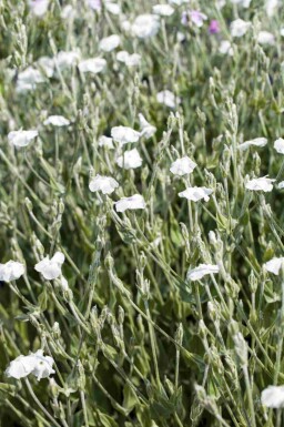 Filtbladet nellike Lychnis coronaria 'Alba' 5-10 potte P9 Lychnis coronaria 'Alba'
