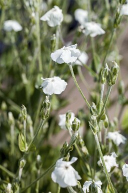 Filtbladet nellike Lychnis coronaria 'Alba' 5-10 potte P9 Lychnis coronaria 'Alba'