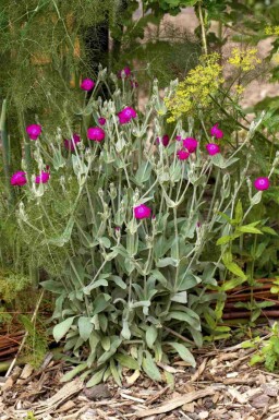 Filtet dagpragtstjerne Lychnis coronaria 5-10 potte P9 Lychnis coronaria