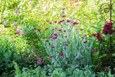 Filtet dagpragtstjerne Lychnis coronaria 5-10 potte P9 Lychnis coronaria
