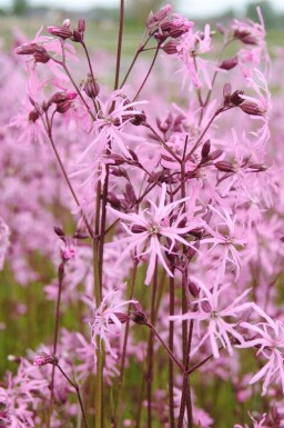 Kukkerblomst Lychnis flos-cuculi 5-10 potte P9 Lychnis flos-cuculi