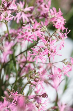 Kukkerblomst Lychnis flos-cuculi 5-10 potte P9 Lychnis flos-cuculi