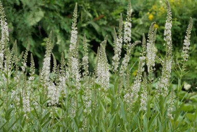 Lysimachia Lysimachia ephemerum 5-10 potte P9 Lysimachia ephemerum