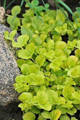 Pengebladet fredløs Lysimachia nummularia 'Aurea' 5-10 potte P9 Lysimachia nummularia 'Aurea'