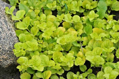 Pengebladet fredløs Lysimachia nummularia 'Aurea' 5-10 potte P9 Lysimachia nummularia 'Aurea'