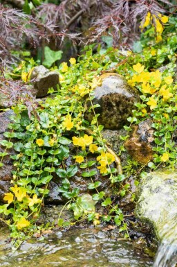 Guldmønt Lysimachia nummularia 5-10 potte P9 Lysimachia nummularia