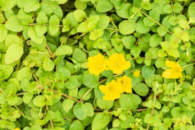 Guldmønt Lysimachia nummularia 5-10 potte P9 Lysimachia nummularia