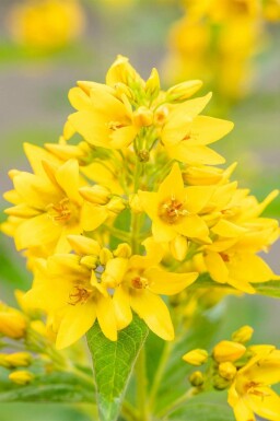 Almindelig fredløs Lysimachia vulgaris 5-10 potte P9 Lysimachia vulgaris