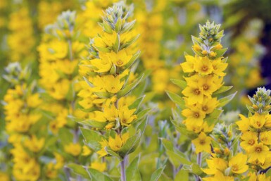 Almindelig fredløs Lysimachia vulgaris 5-10 potte P9 Lysimachia vulgaris