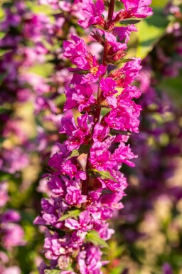 Blodrød kattehale Lythrum salicaria 'Robin' 5-10 potte P9 Lythrum salicaria 'Robin'