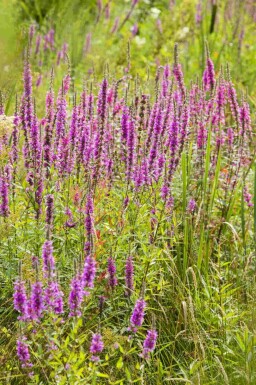 Kattehale Lythrum virgatum 'Dropmore Purple' 5-10 potte P9 Lythrum virgatum 'Dropmore Purple'