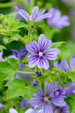 Almindelig katost Malva sylvestris 'Primley Blue' 5-10 potte P9 Malva sylvestris 'Primley Blue'