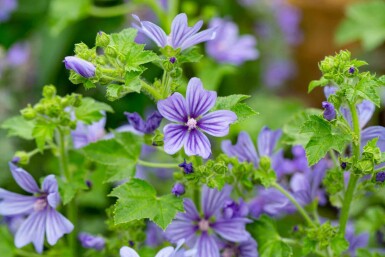 Almindelig katost Malva sylvestris 'Primley Blue' 5-10 potte P9 Malva sylvestris 'Primley Blue'