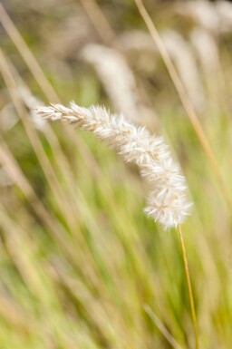 Håret græs Melica ciliata 5-10 potte P9 Melica ciliata