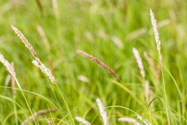Håret græs Melica ciliata 5-10 potte P9 Melica ciliata