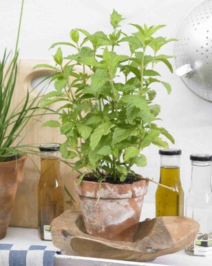 Mynte Mentha piperita 'Swiss' 5-10 potte P9 Mentha piperita 'Swiss'