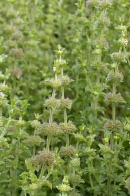 Polej-Mynte Mentha pulegium 5-10 potte P9 Mentha pulegium