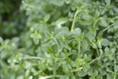 Polej-Mynte Mentha pulegium 5-10 potte P9 Mentha pulegium