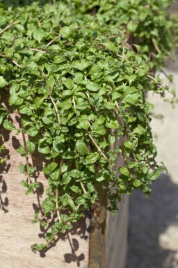 Corsikansk mynte Mentha requienii 5-10 potte P9 Mentha requienii