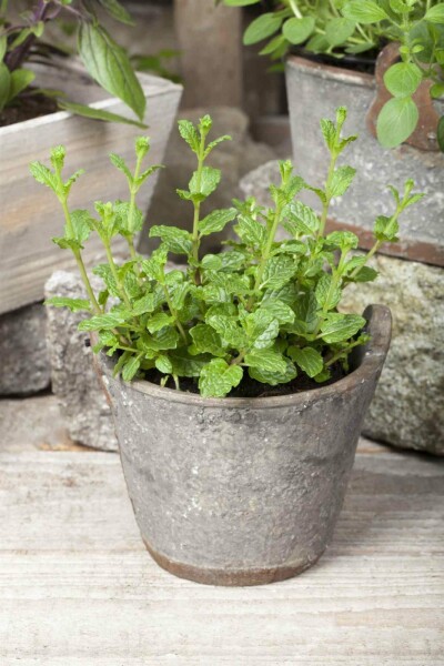 Spearmint Mentha spicata 'Moroccan' 5-10 potte P9 Mentha spicata 'Moroccan'