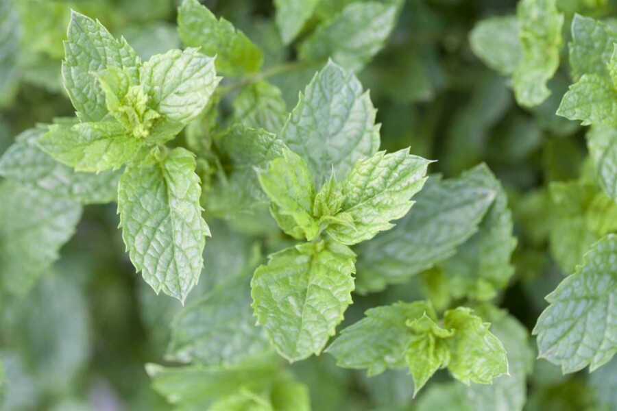 Spearmint Mentha spicata 'Moroccan' 5-10 potte P9 Mentha spicata 'Moroccan'