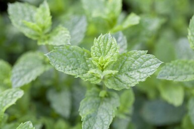 Spearmint Mentha spicata 'Moroccan' 5-10 potte P9 Mentha spicata 'Moroccan'