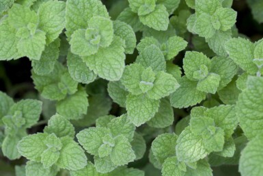 Spearmint Mentha spicata 'Moroccan' 5-10 potte P9 Mentha spicata 'Moroccan'