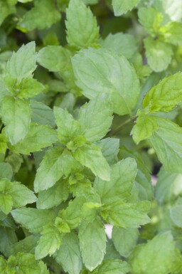 Spearmint Mentha spicata 5-10 potte P9 Mentha spicata