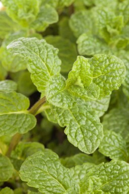 Spearmint Mentha spicata 5-10 potte P9 Mentha spicata